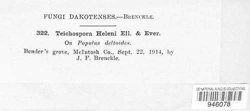 Chaetoplea helenae image